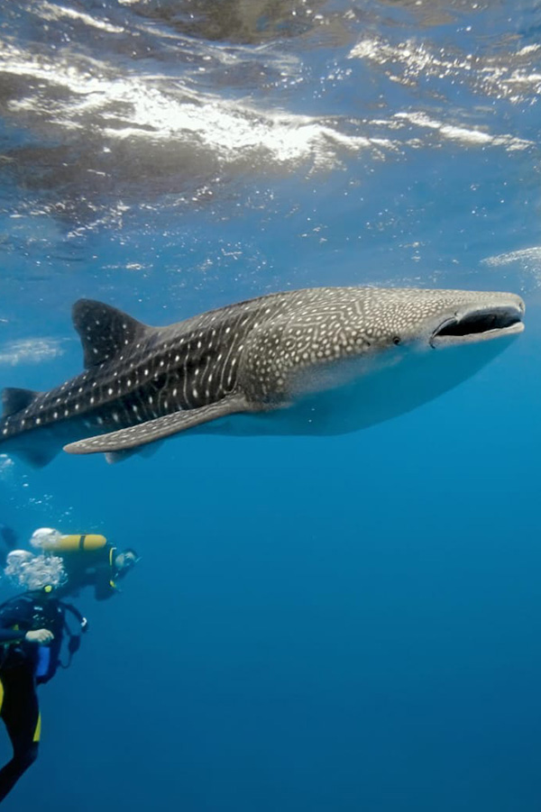 perfectiunetoursmaldives-diving-